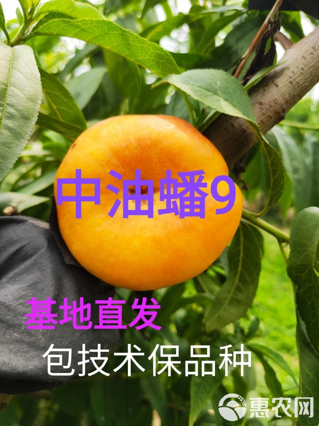 揭秘数字0结中新种8吗,背后的含义与SEO洞察,揭秘数字组合0结中新种8背后的含义与SEO洞察