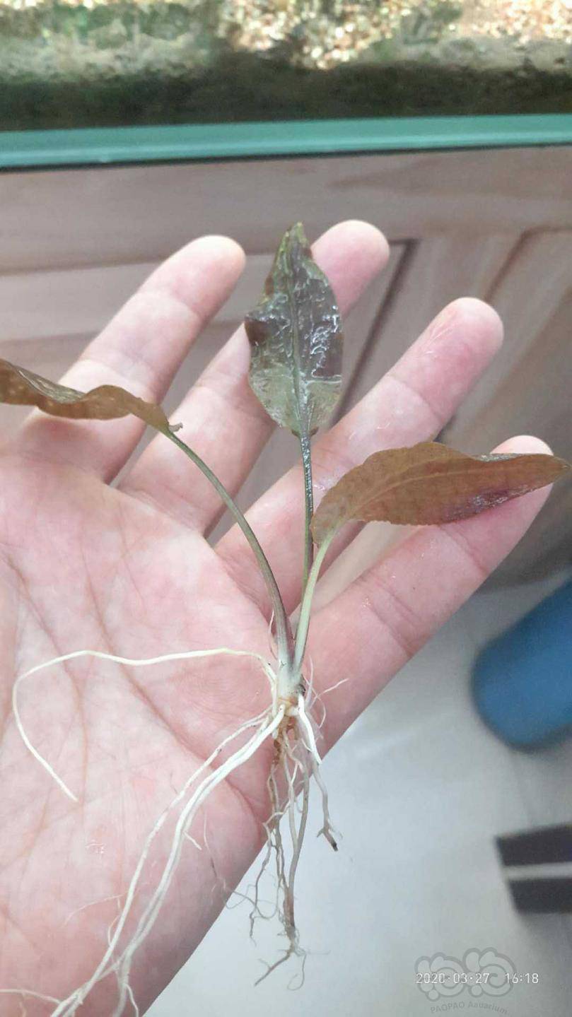 揭秘数字0结中新种8吗,背后的含义与SEO洞察,揭秘数字组合0结中新种8背后的含义与SEO洞察