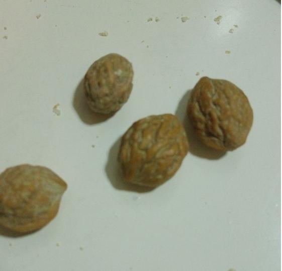 关于零三摘核的全面解析,零三摘核技术全面解析与探讨