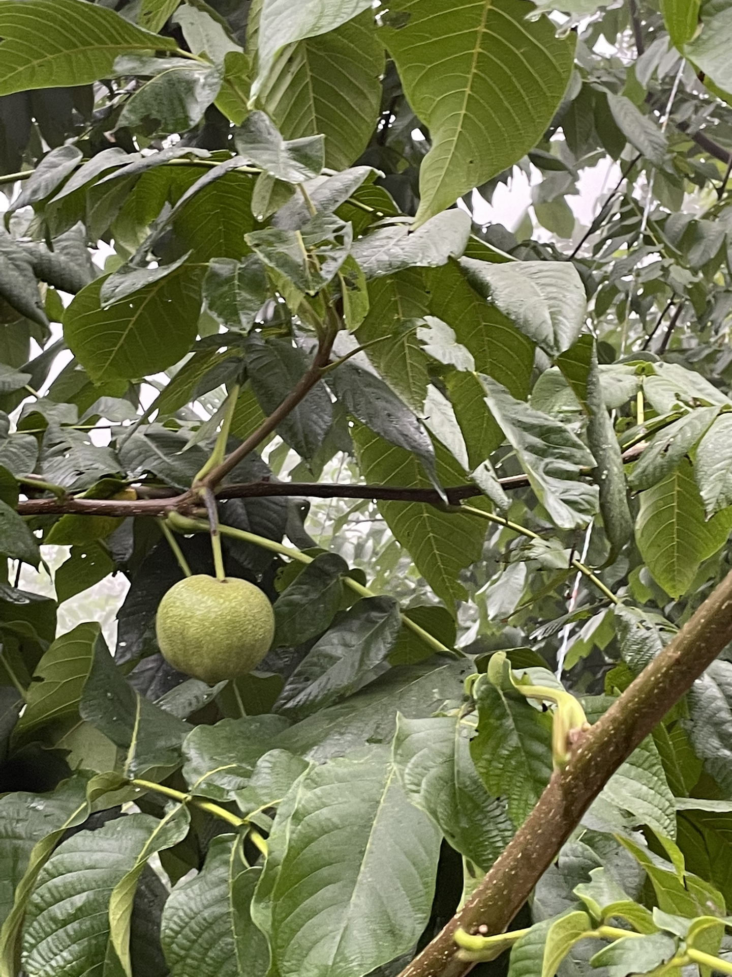 关于零三摘核的全面解析,零三摘核技术全面解析与探讨