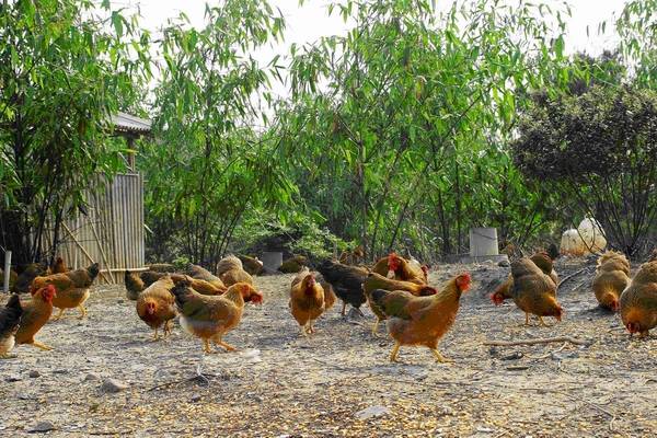 澳国鸡与彩势4速,深度解析与探索,澳国鸡与彩势4速,深度剖析与探索