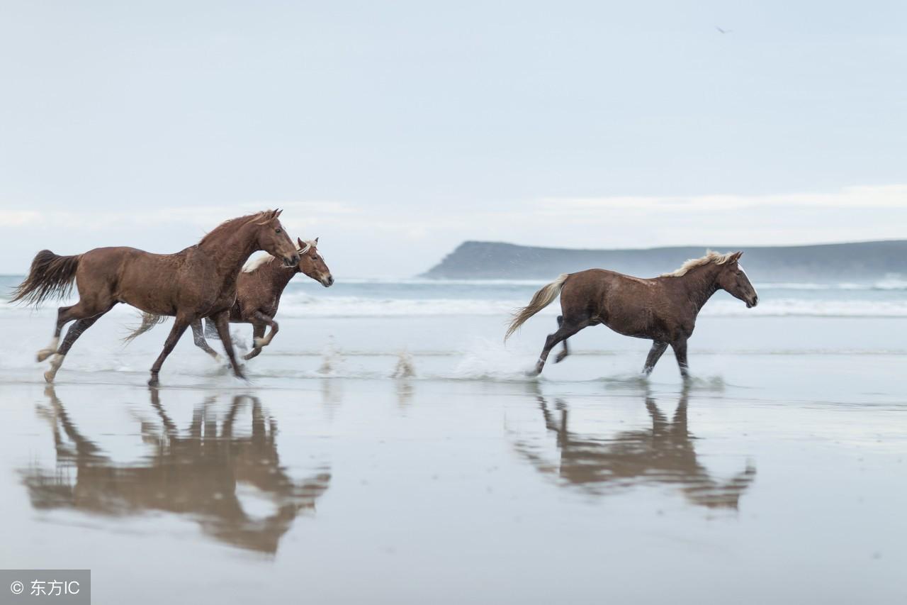 探讨如何在众多载体中提升百度马车的用频主载能力,提升百度马车用频主载能力策略探讨