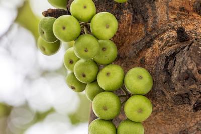 音崖度的内肖，深度解析与SEO优化策略，音崖度的内肖深度解析与SEO优化攻略