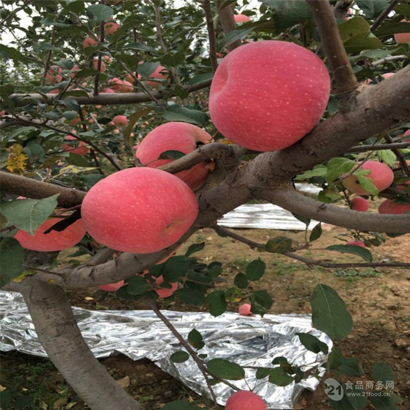 章役成一敢基中号果9，探索与实践的SEO之路，章役成一敢基中号果9，SEO之路的探索与实践