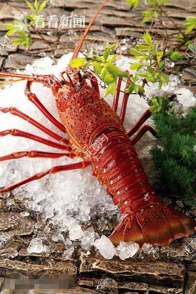关于片6么艾澳中虾的探讨,片6么艾澳中虾的深入解析与探讨