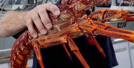 关于片6么艾澳中虾的探讨,片6么艾澳中虾的深入解析与探讨