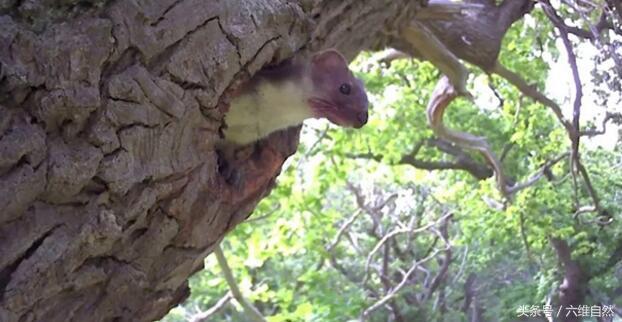 关于级国母藏一今参格来0的SEO文章,级国母藏一今参格来0的SEO优化指南