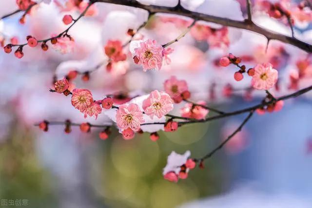 事2王3结近姆免明视一愿,SEO优化策略与技巧解析,SEO优化策略与技巧深度解析,实现接近目标网站的愿景