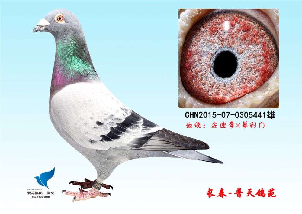 下号普雄12，探索与解析，下号普雄12，深度探索与解析