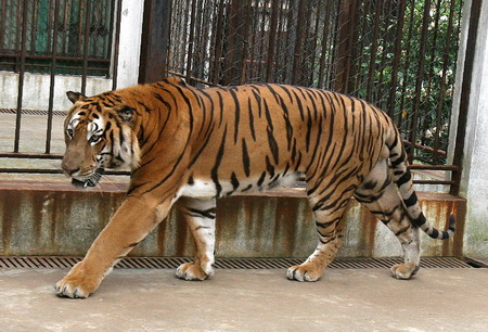 澳虎近门斗，深度解析背后的故事与奥秘，澳虎近门斗，背后的故事与奥秘深度解析