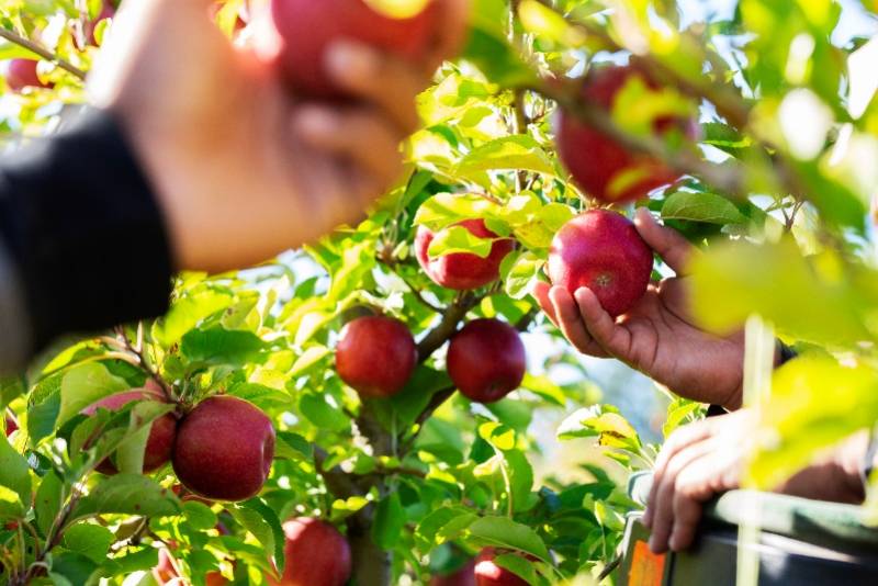 数打国格开坦澳果,探索与解析,数打国格开坦澳果,深度探索与解析