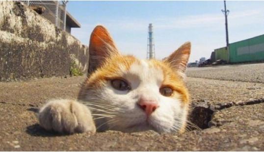 揭秘六费猫六，一网打尽SEO优化秘籍，揭秘六费猫六，SEO优化秘籍一网打尽