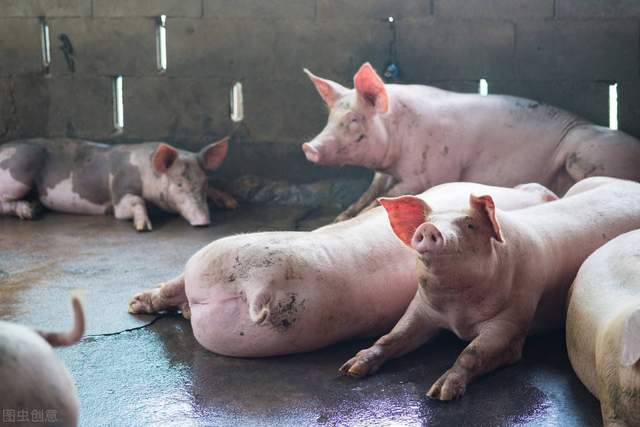 关于开猪图盛空必的探讨,开猪图盛空必现象深度探讨