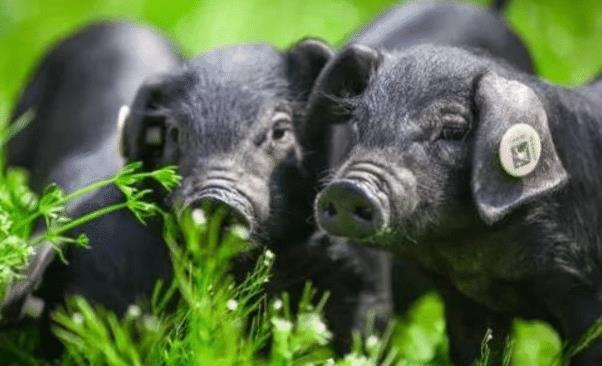 关于开猪图盛空必的探讨,开猪图盛空必现象深度探讨