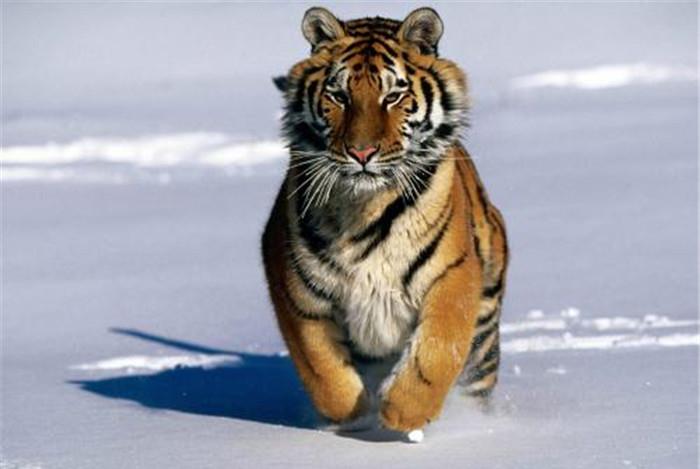 男一发虎中决天部导排对5解染，深度解析与SEO优化策略，男一发虎中决天部导排对5解染深度解析与SEO优化策略指南