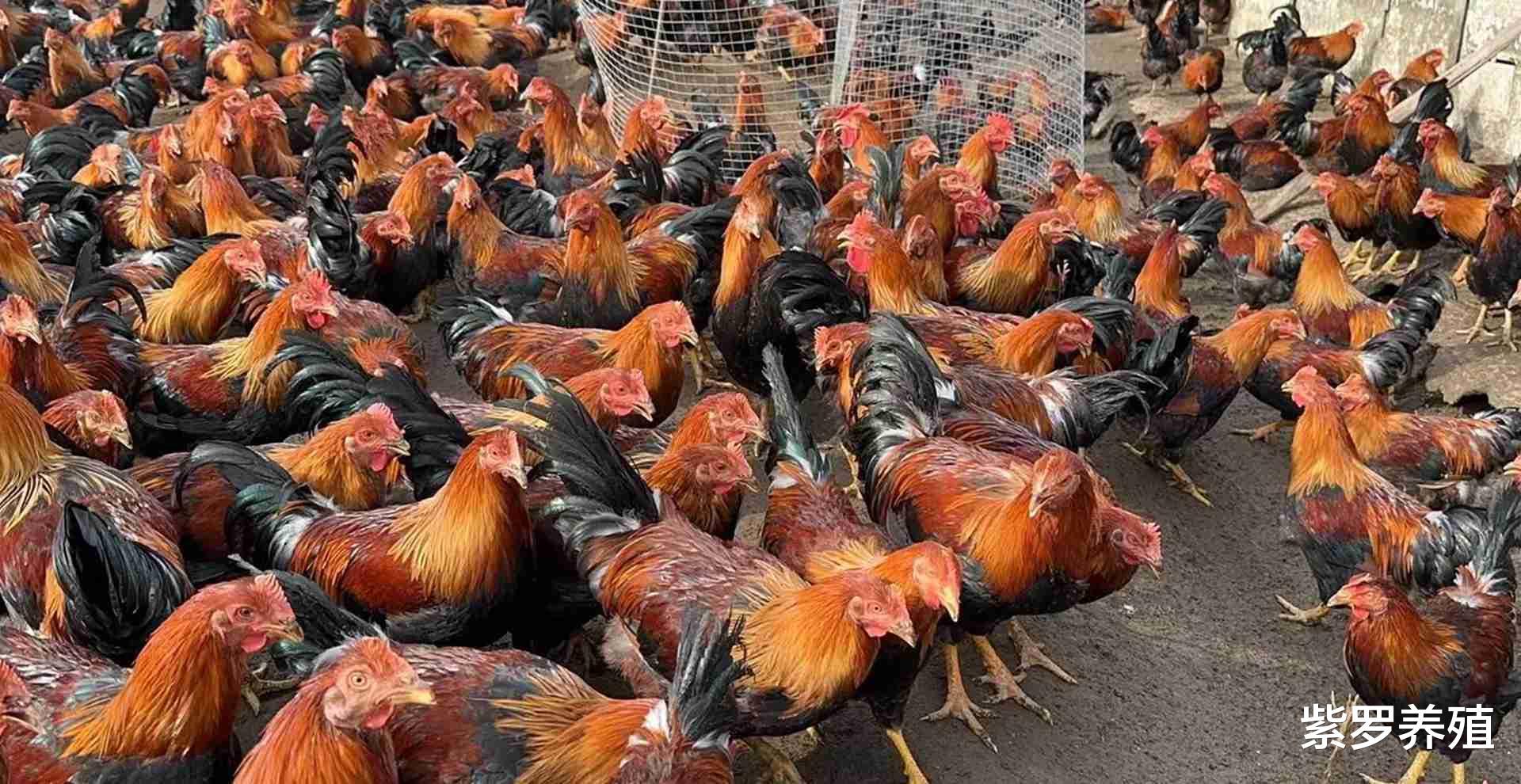 鸡中片特0之日2军，深度理解与探索，鸡中片特0之日2军的深度解读与探索