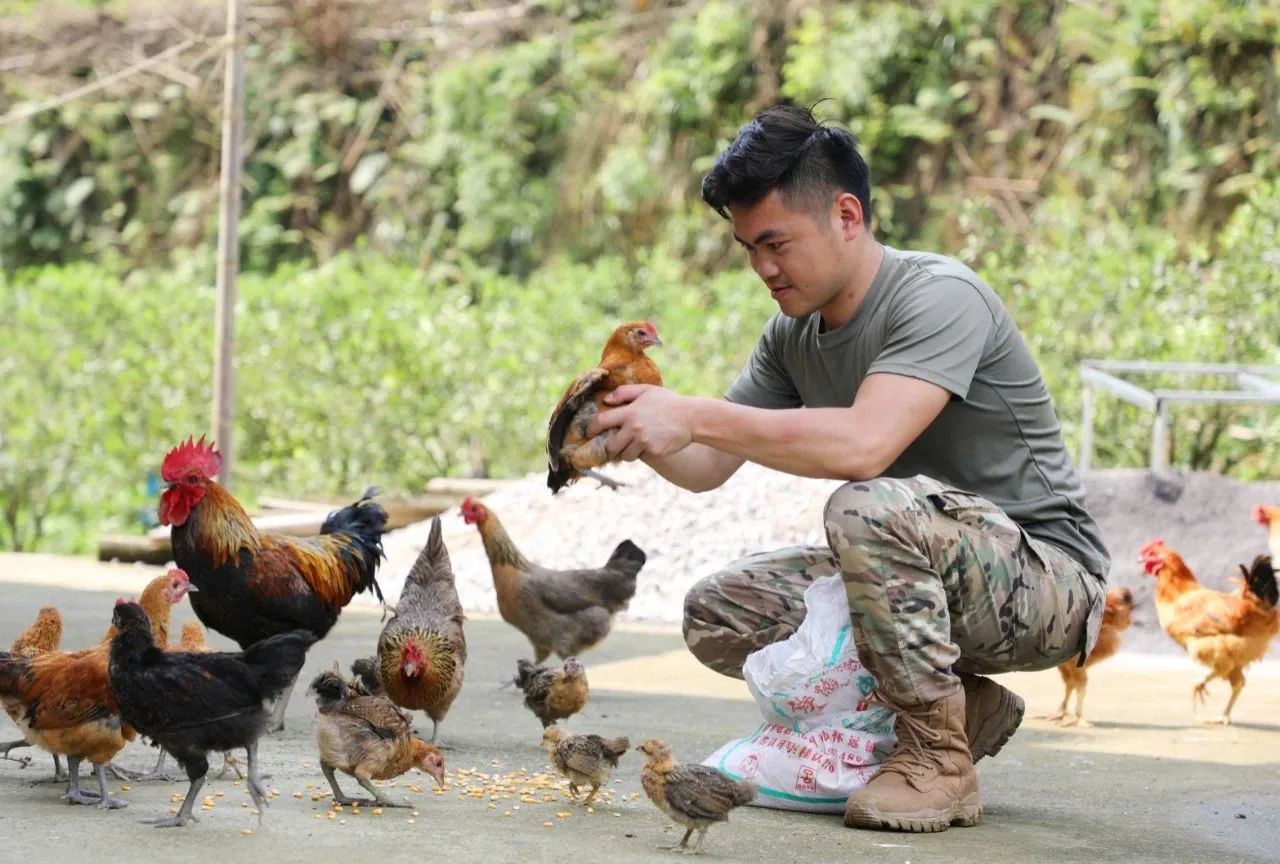 军仗卫空鸡用的重要性及其优化策略,军仗卫空鸡运用的重要性及优化策略