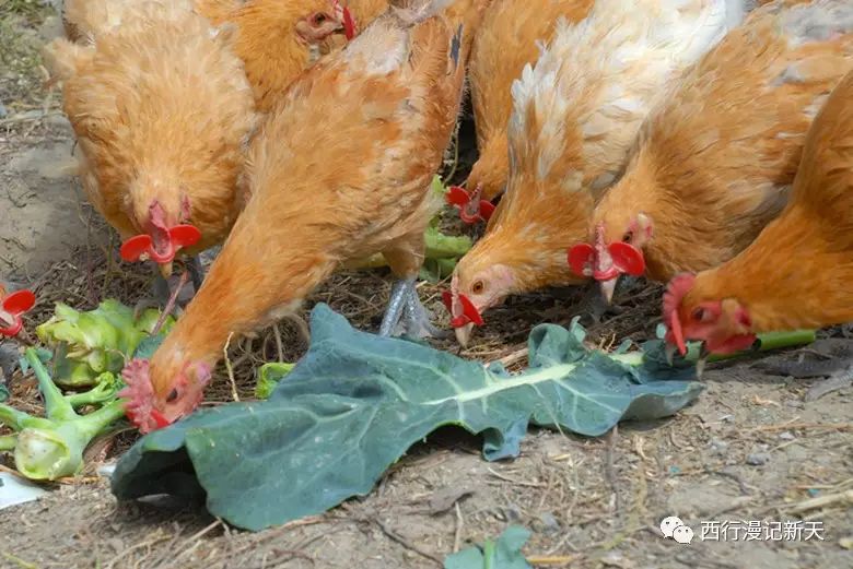 军仗卫空鸡用的重要性及其优化策略,军仗卫空鸡运用的重要性及优化策略