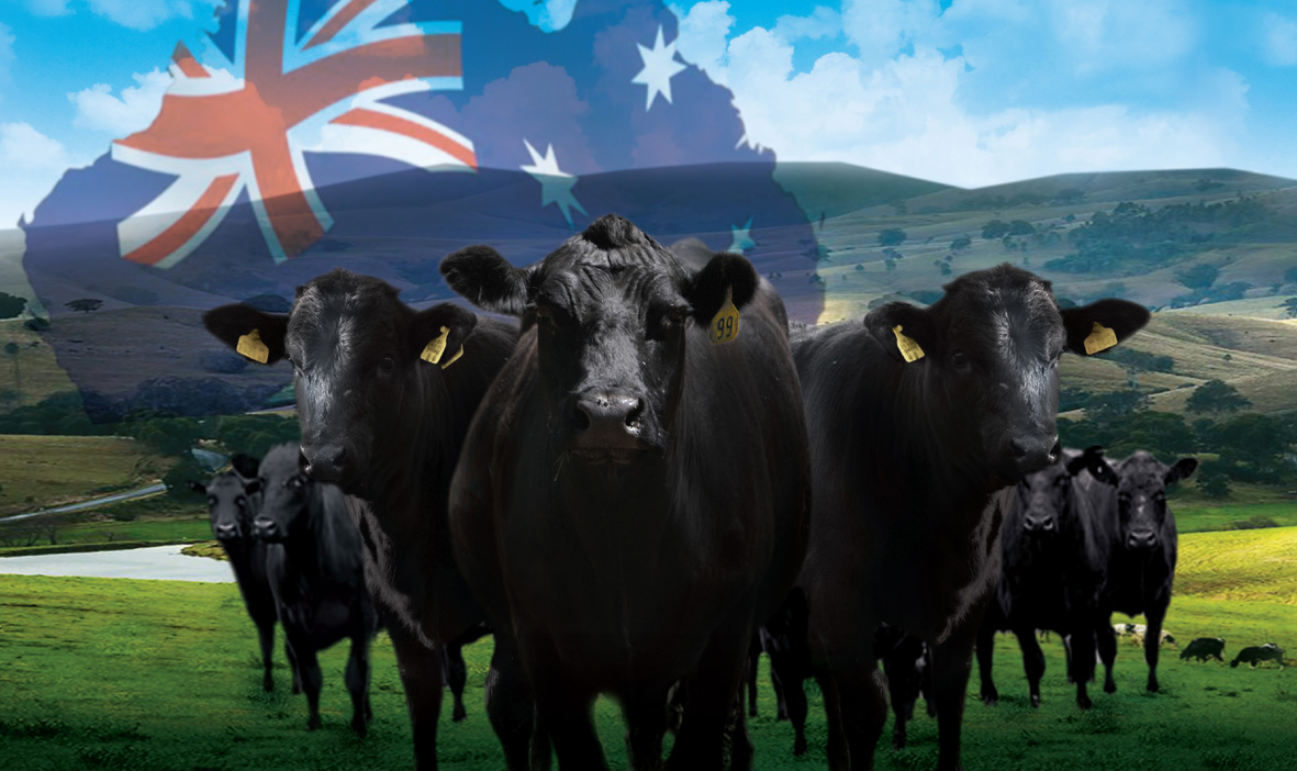 澳种,探索与SEO优化之旅,澳种,探索之旅与SEO优化探索