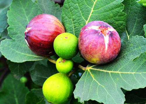 关于吗肖五字果的奥秘与SEO探讨,吗肖五字果的奥秘与SEO策略探讨