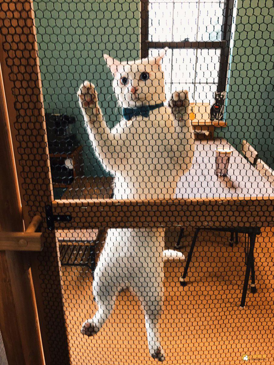 关于b严指部网门藏f研上一纸的全面解析，B严指部网门藏F研上一纸全面解析报告