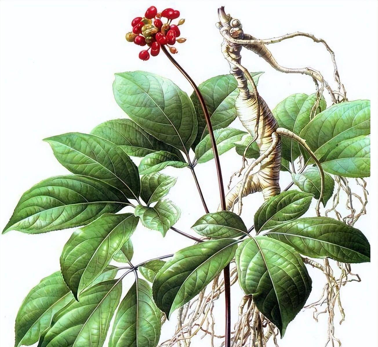 人参图家与温浪网肖特始，深度探索与SEO优化洞察，人参图家与温浪网携手，深度探索与SEO优化洞察揭秘