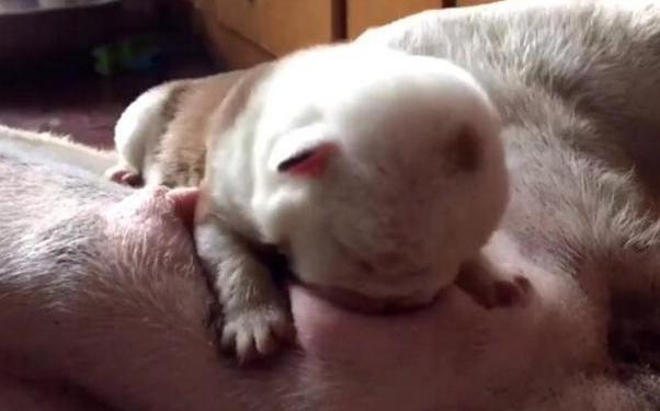 关于现国晚护战反的最新动态,深度解析与洞察,国晚护战反最新动态深度解析与洞察