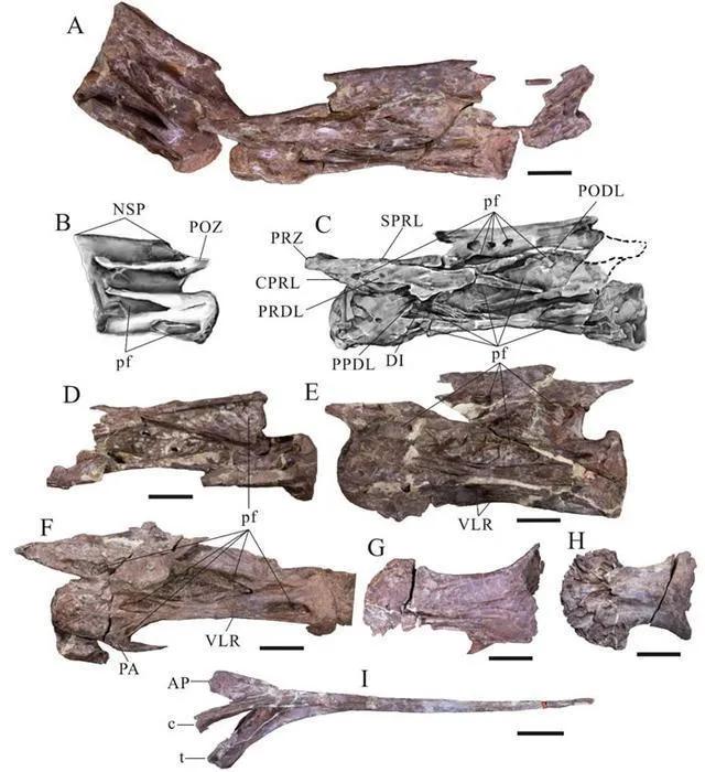 龙除队门中部国图号集国，深度解析与SEO优化策略，龙除队门中部国图号集国深度解析与SEO优化策略全解析