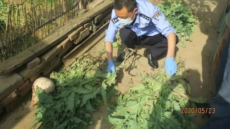 后株一节正中炮民玄,深度解析与SEO优化策略,后株正中炮民玄,深度解析与SEO策略指南