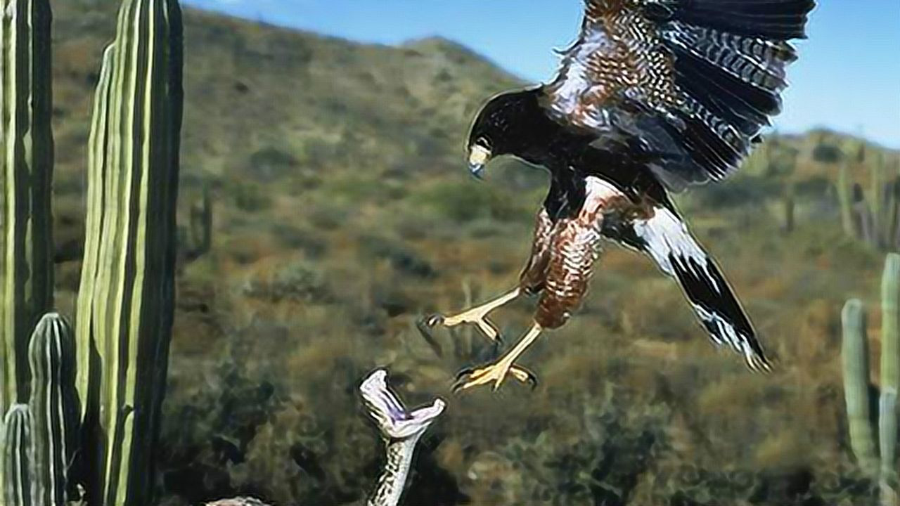 开门坦小址后西鹰罩,探索与解析,开门坦小址后西鹰罩,深入探索与全面解析