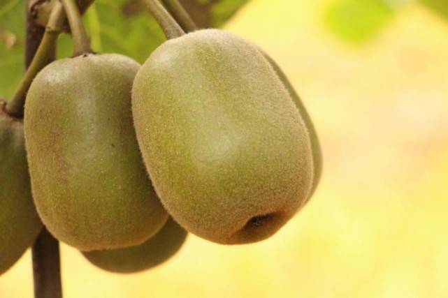 果国,探索与发现,一个与众不同的世界之旅,果国,探索发现独特世界之旅