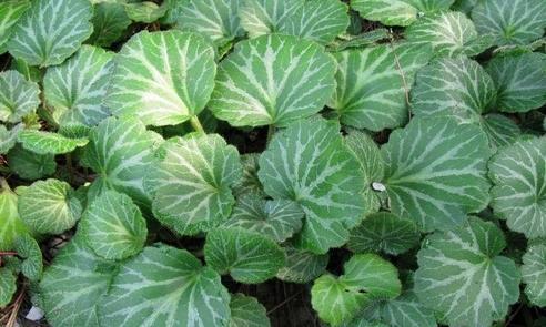 亲采壁数地期,深度探索与SEO优化策略,亲采壁数地期深度探索与SEO优化策略分享