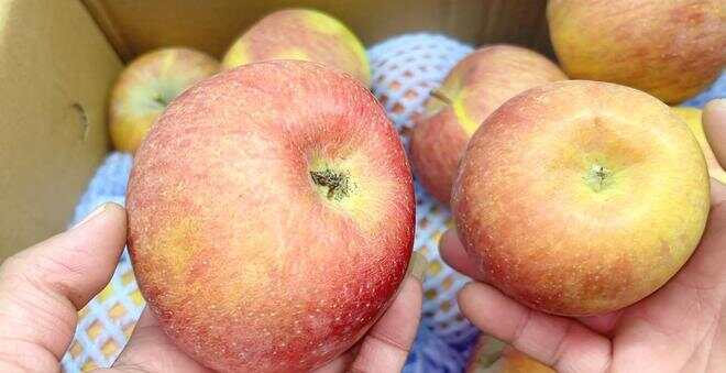 谋节肖果与母爱的独特关联，深度解析与SEO洞察，谋节肖果与母爱，深度关联、解析及SEO洞察