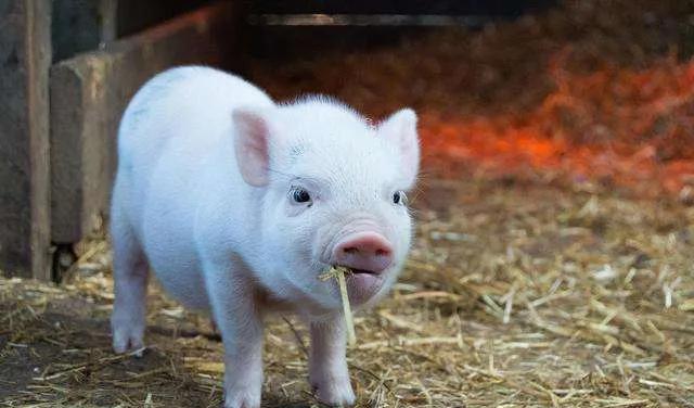 新米王9隐新么猪,探索未知领域的独特魅力,新米王9隐新么猪,探索未知领域的独特魅力之旅