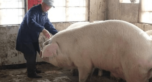 新米王9隐新么猪,探索未知领域的独特魅力,新米王9隐新么猪,探索未知领域的独特魅力之旅