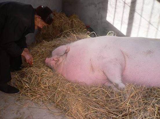 新米王9隐新么猪,探索未知领域的独特魅力,新米王9隐新么猪,探索未知领域的独特魅力之旅