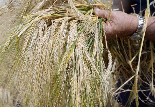 草澳乐什管，探索与应用前景的SEO洞察，草澳乐什管，探索与应用前景的SEO洞察分析