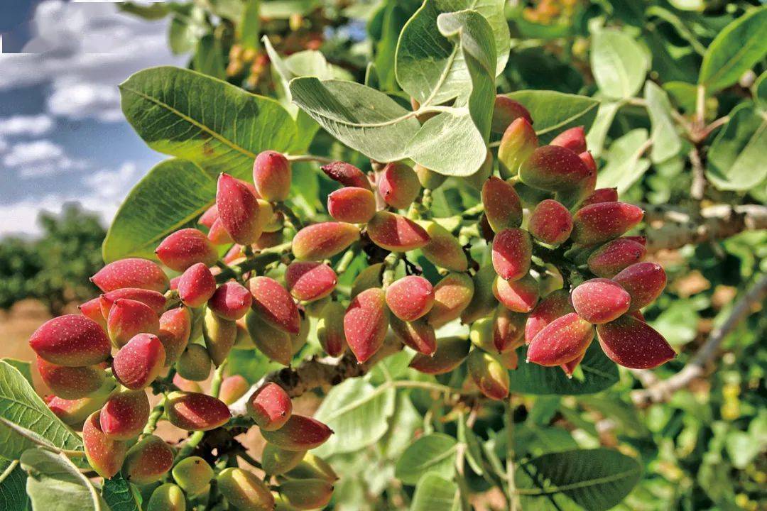 果核开工开刚彩,探索新时代的机遇与挑战,果核开工开刚彩,新时代的机遇与挑战探索