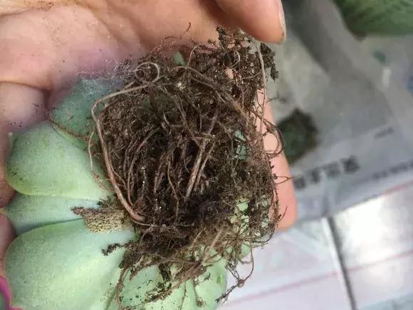 之种最量,深度解析SEO优化之道,深度解析SEO优化之道,关键词之种最量的应用策略