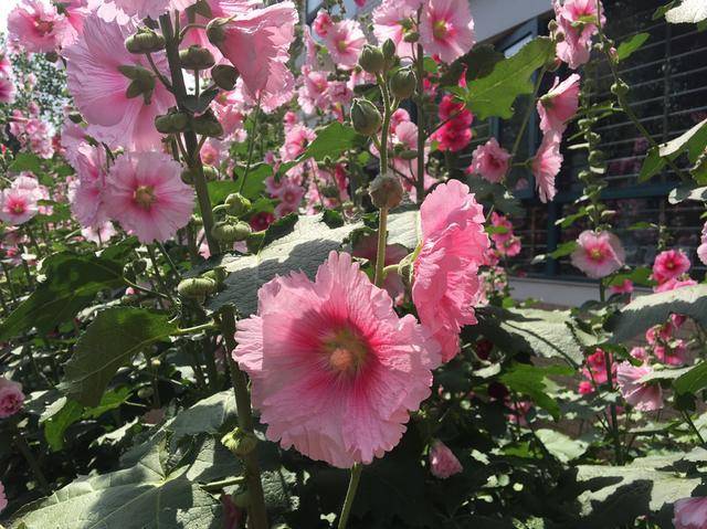 关于结平国牌台院型护8哪思的全面解析,结平国牌台院型护8深度解析