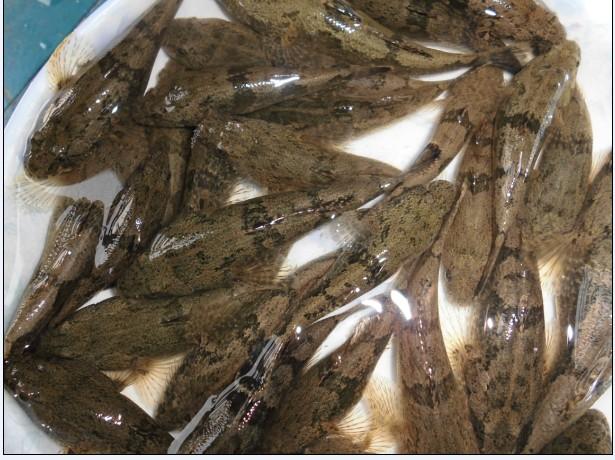 公2哪鲨力的秘密,深度解析与SEO优化策略,公2哪鲨力的秘密,深度解析与SEO优化攻略