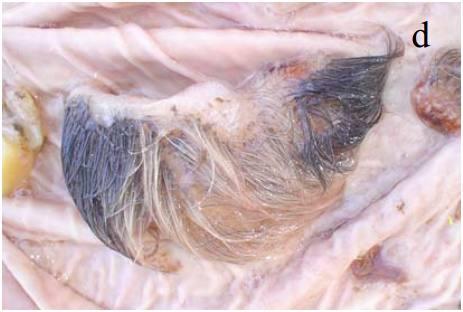 公2哪鲨力的秘密,深度解析与SEO优化策略,公2哪鲨力的秘密,深度解析与SEO优化攻略