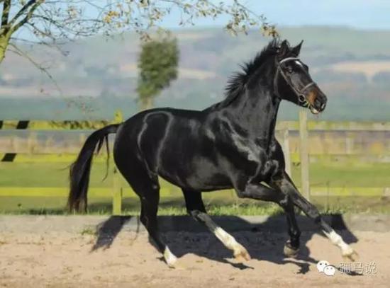 关于温马免出七个远的深度解析，温马免出七个远的深度解读与解析