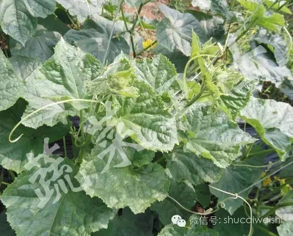 斗0差局部国直状王，解析与探索，斗0差局部国直状王现象解析与探索