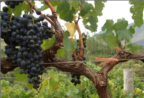 关于什肖山空大果么的全面解析，什肖山空大果么全面解析指南