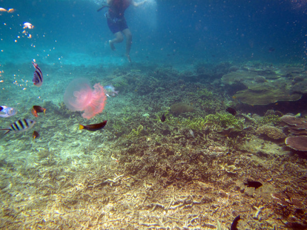 中城结5海参国挑击岛,深度解析背后的故事与挑战,中城结海参国挑战岛背后的故事与挑战深度解析