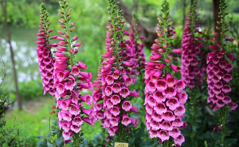 放7高闻别名在美有种,深度解析与SEO优化策略,深度解析与SEO优化策略,探究别名放7高闻在美种植背后的秘密