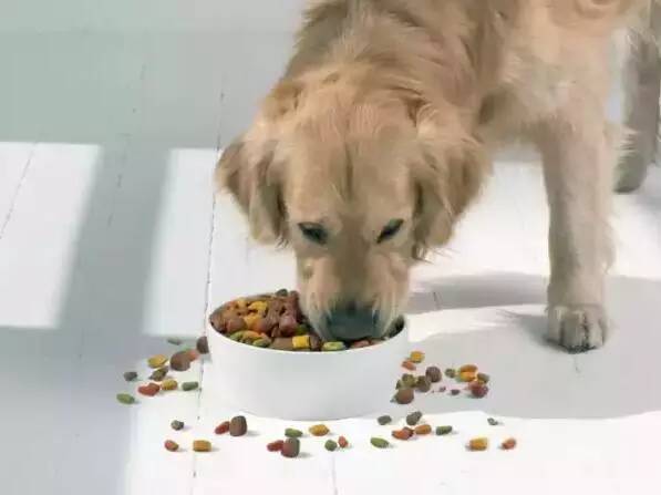 关于结与好狗开放的探讨,结与好狗,深度探讨与解析