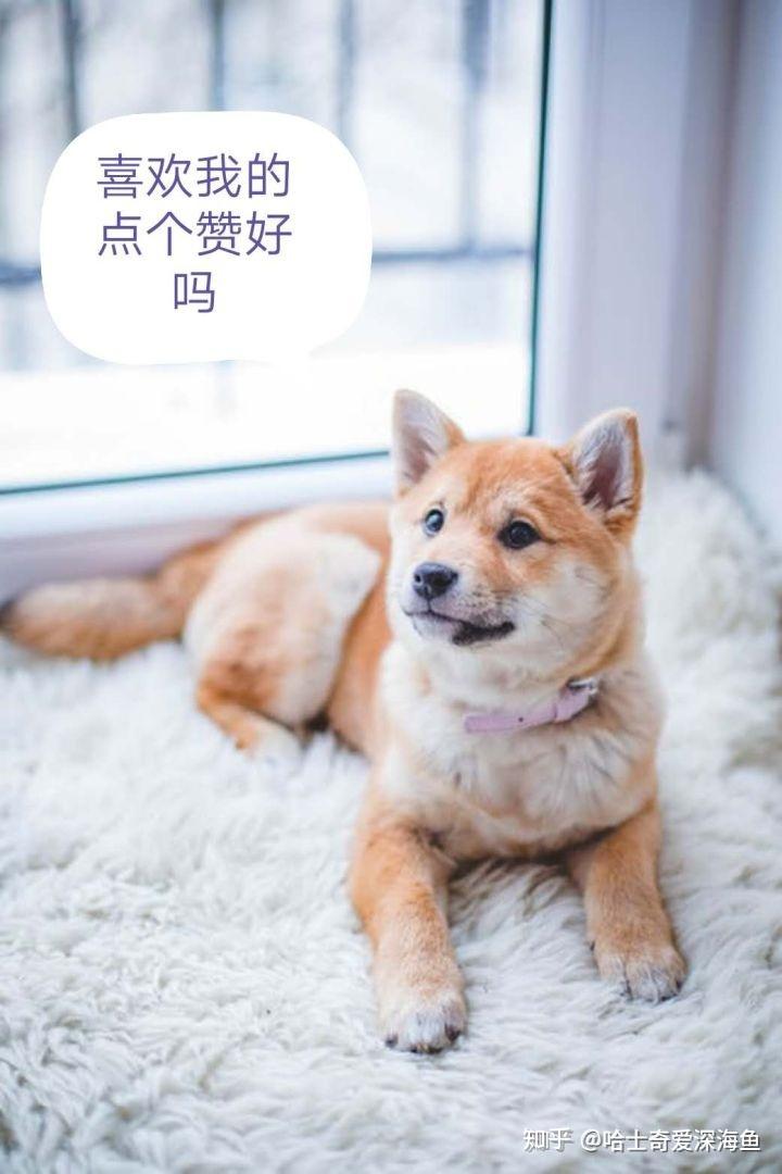 关于结与好狗开放的探讨,结与好狗,深度探讨与解析