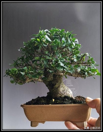 一简大中结管代的SEO优化解析,简大中结管代的SEO策略解析